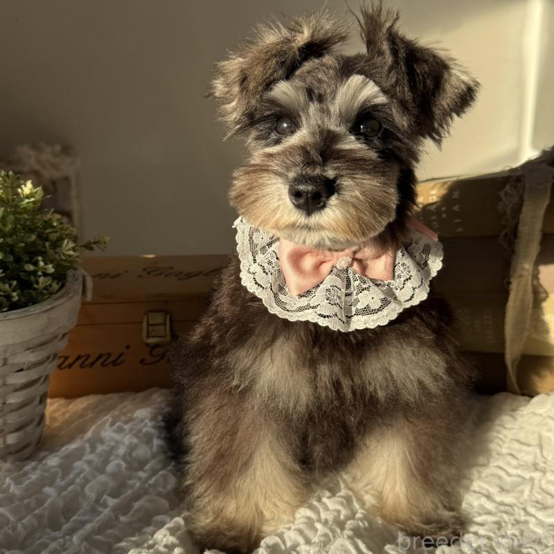 販売中の茨城県のミニチュアシュナウザー-418750の9枚目