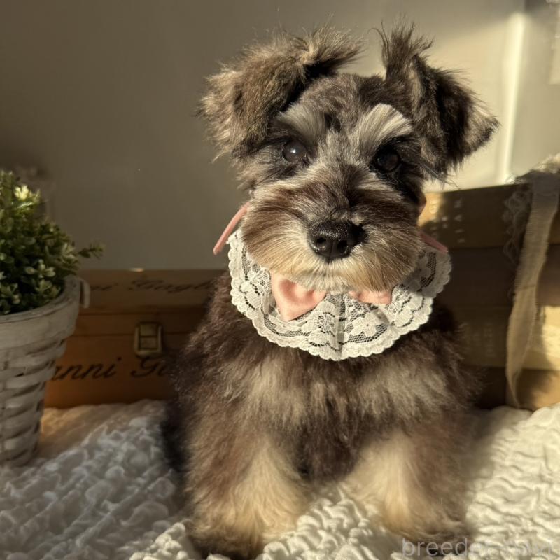 販売中の茨城県のミニチュアシュナウザー-418750の8枚目