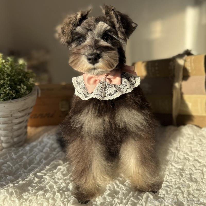 販売中の茨城県のミニチュアシュナウザー-418750の7枚目