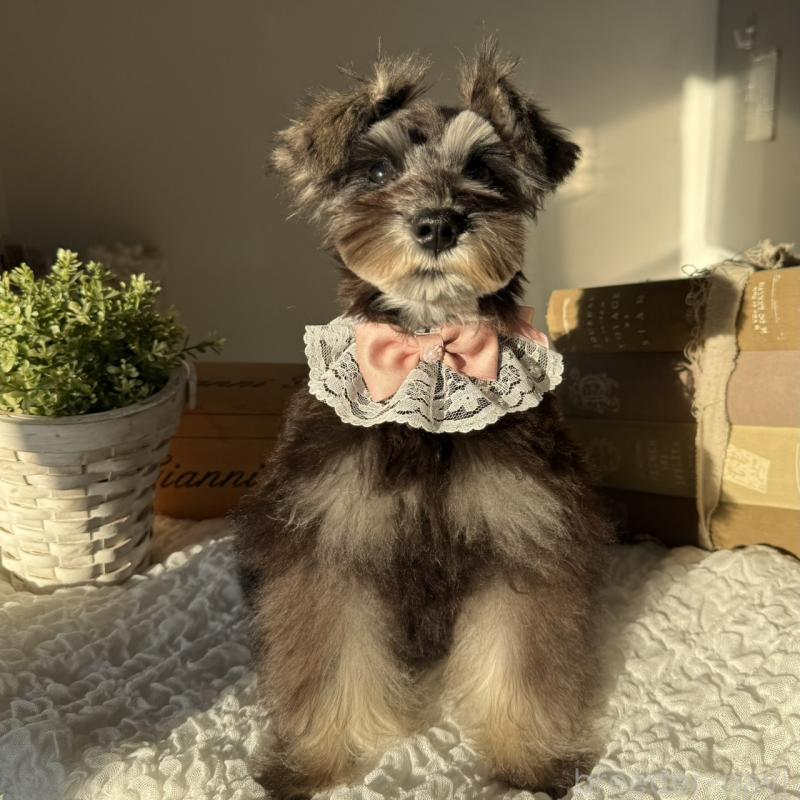 販売中の茨城県のミニチュアシュナウザー-418750の6枚目