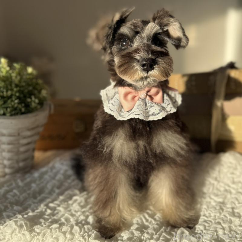 販売中の茨城県のミニチュアシュナウザー-418750の5枚目