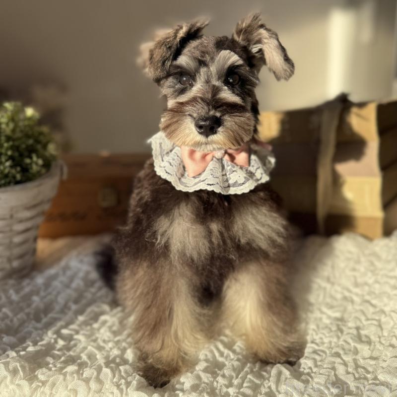 販売中の茨城県のミニチュアシュナウザー-418750の4枚目