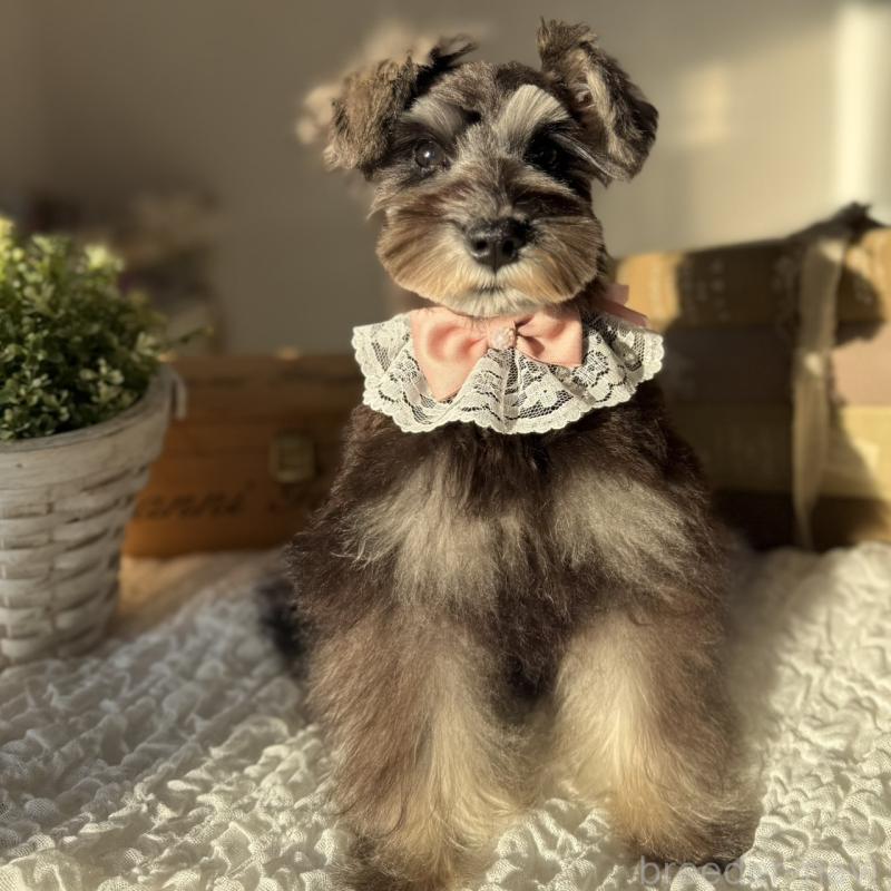 販売中の茨城県のミニチュアシュナウザー-418750の3枚目