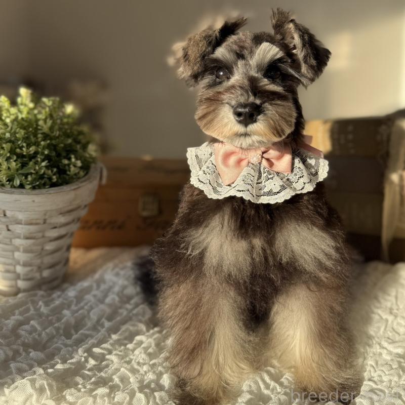 販売中の茨城県のミニチュアシュナウザー-418750の2枚目