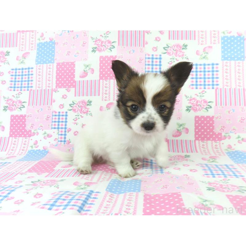 成約済の千葉県のパピヨン-433303の3枚目