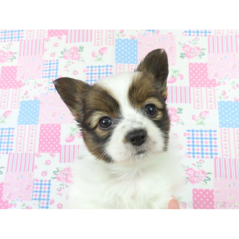 成約済の千葉県のパピヨン-433303の2枚目