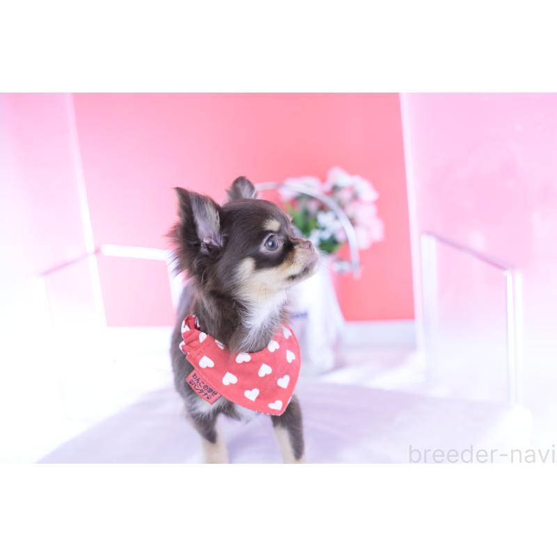 販売中の愛知県のチワワ(ロングコート)-424766の9枚目