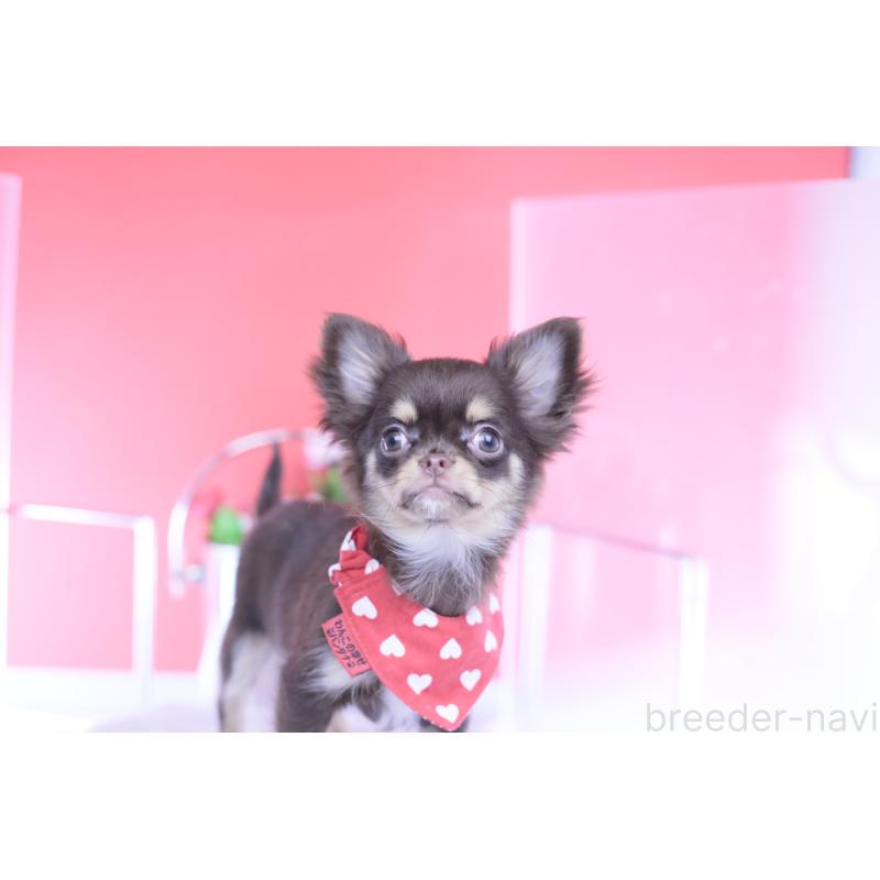 販売中の愛知県のチワワ(ロングコート)-424766の8枚目