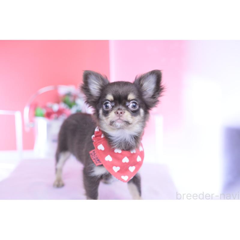 販売中の愛知県のチワワ(ロングコート)-424766の2枚目