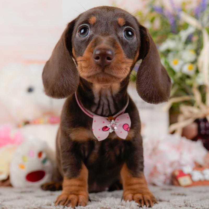 販売中の神奈川県のミニチュアダックスフンド(スムースヘアード)-439034