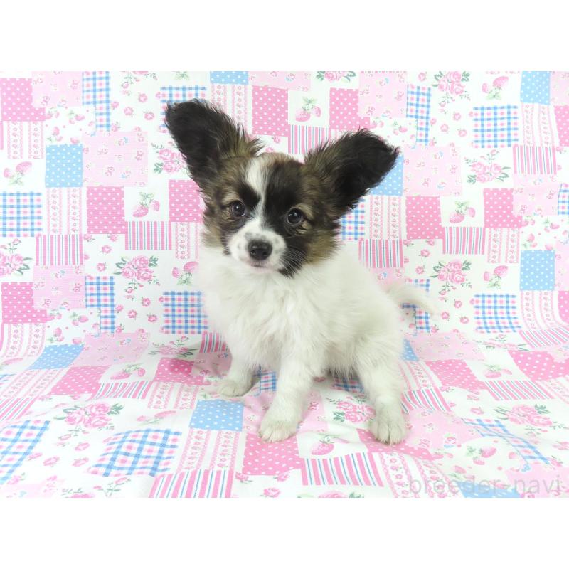 販売中の千葉県のパピヨン-430316の4枚目