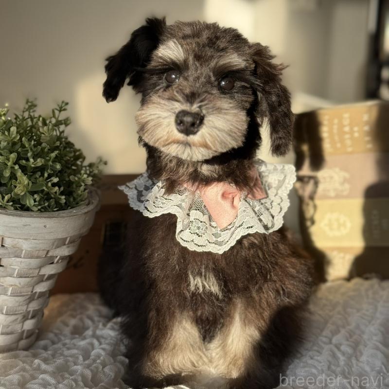 販売中の茨城県のミニチュアシュナウザー-430781