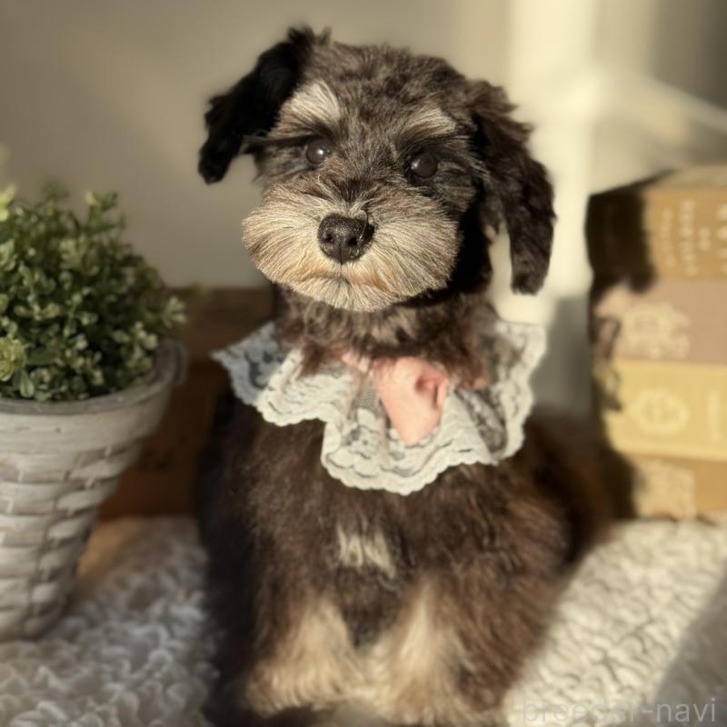 販売中の茨城県のミニチュアシュナウザー-430781の10枚目