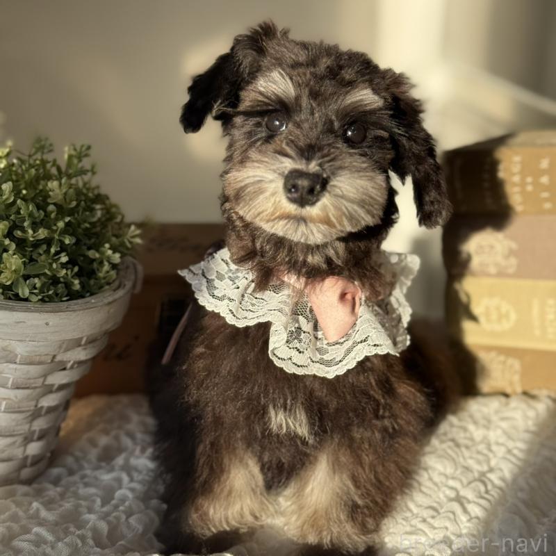 販売中の茨城県のミニチュアシュナウザー-430781の9枚目