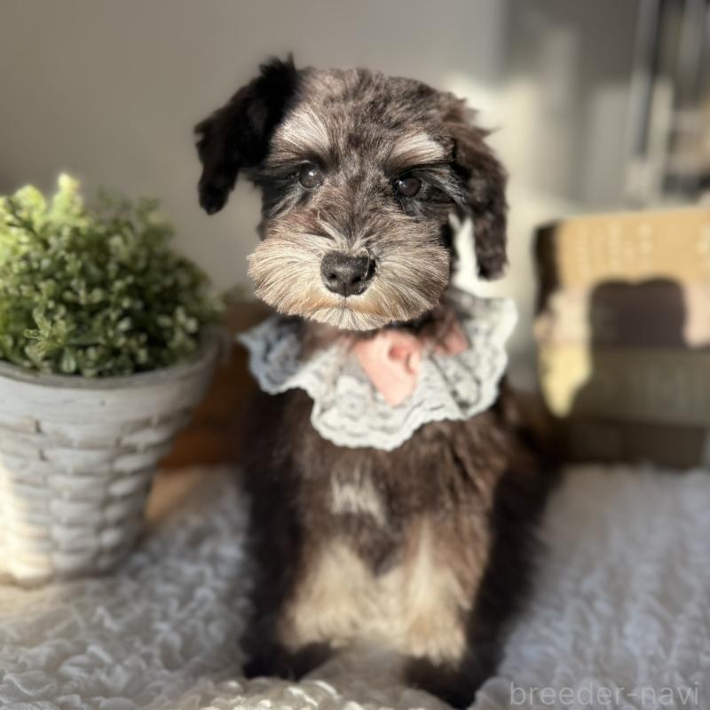 販売中の茨城県のミニチュアシュナウザー-430781の7枚目