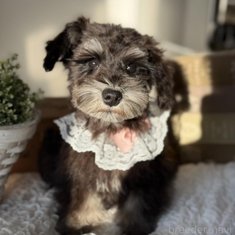 販売中の茨城県のミニチュアシュナウザー-430781の6枚目