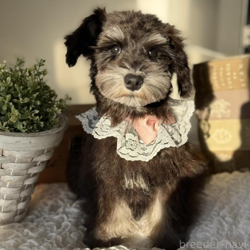 販売中の茨城県のミニチュアシュナウザー-430781の5枚目