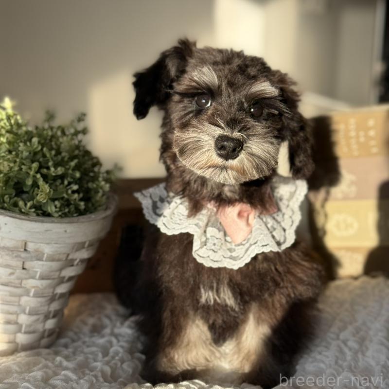 販売中の茨城県のミニチュアシュナウザー-430781の3枚目