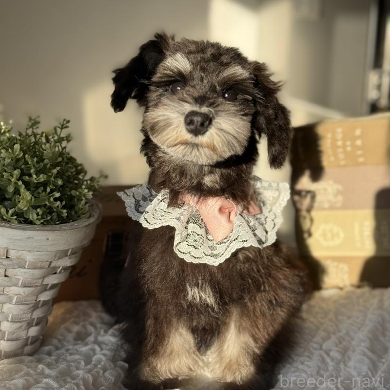 販売中の茨城県のミニチュアシュナウザー-430781の2枚目