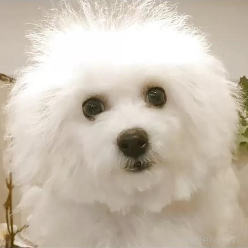 販売中の愛知県のビションフリーゼ-420436の1枚目