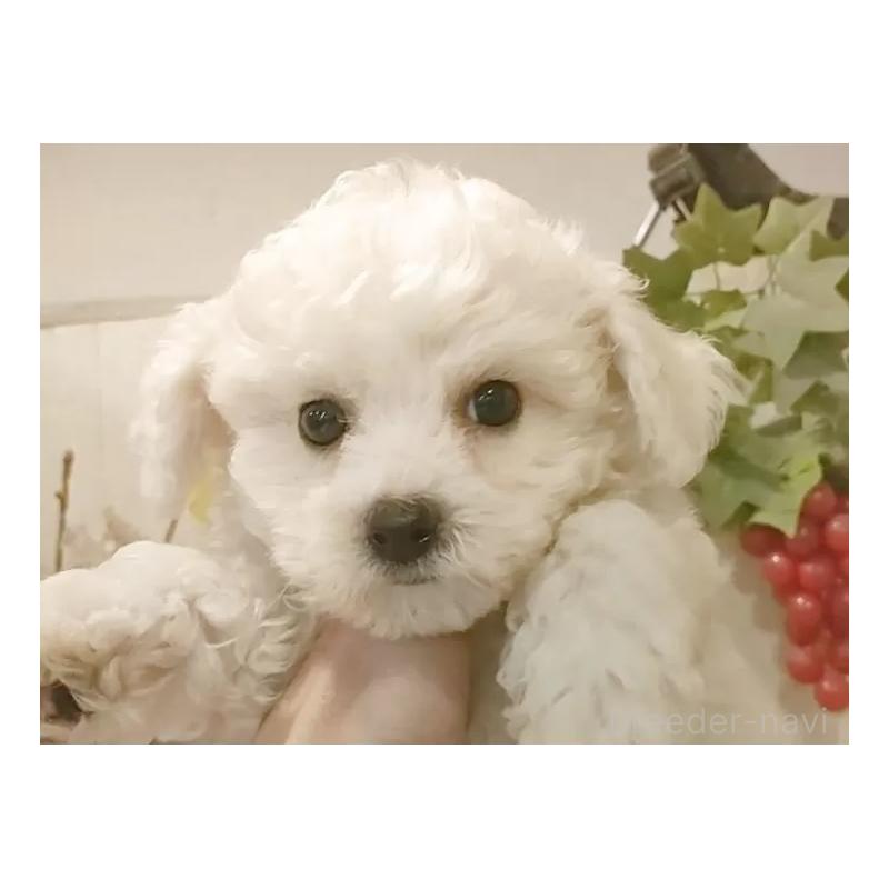 販売中の愛知県のビションフリーゼ-420436の15枚目