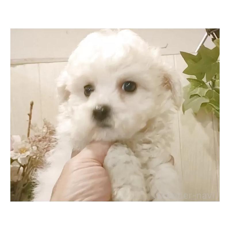 販売中の愛知県のビションフリーゼ-420436の14枚目