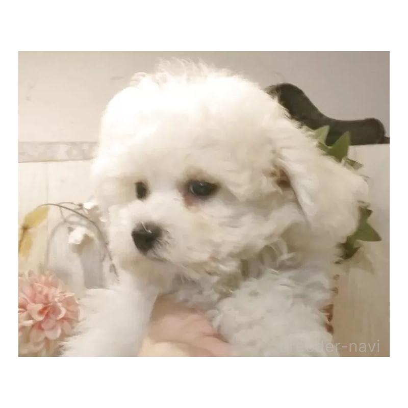 販売中の愛知県のビションフリーゼ-420436の13枚目