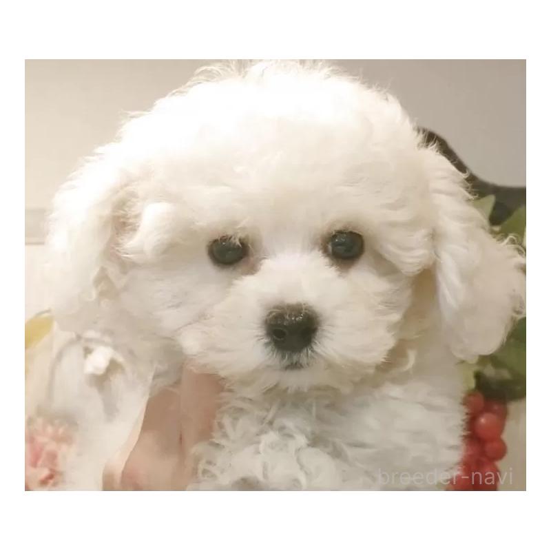 販売中の愛知県のビションフリーゼ-420436の10枚目