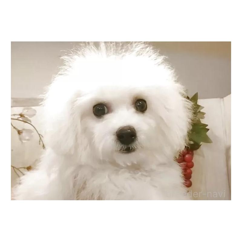 販売中の愛知県のビションフリーゼ-420436の6枚目