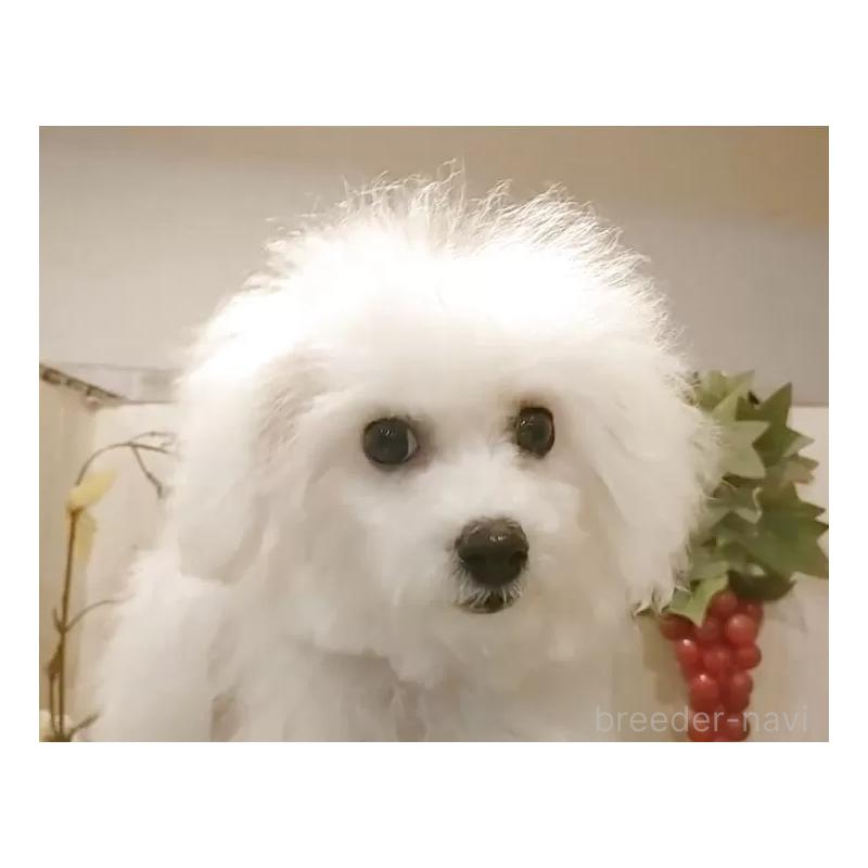 販売中の愛知県のビションフリーゼ-420436の5枚目