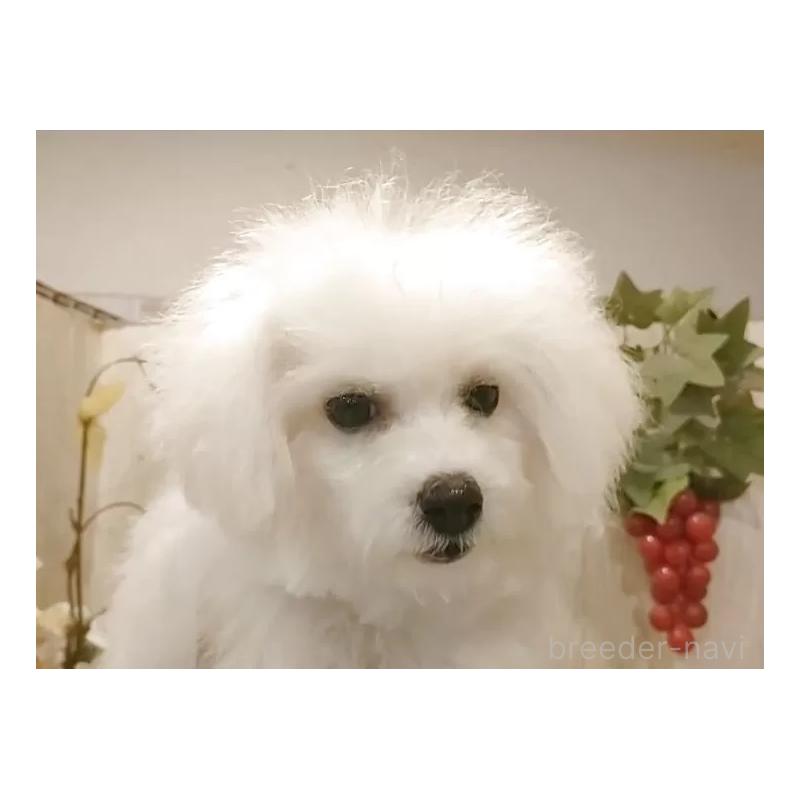 販売中の愛知県のビションフリーゼ-420436の4枚目