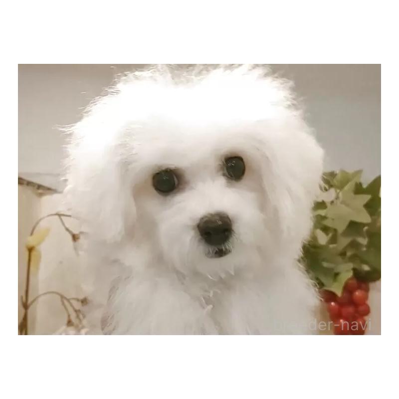 販売中の愛知県のビションフリーゼ-420436の3枚目