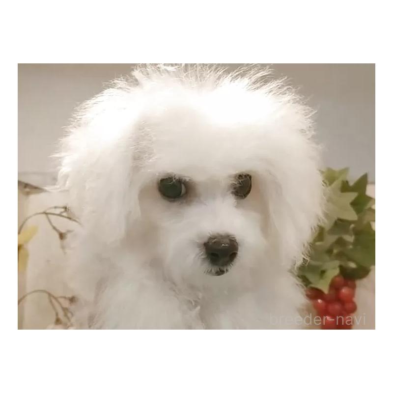 販売中の愛知県のビションフリーゼ-420436の2枚目