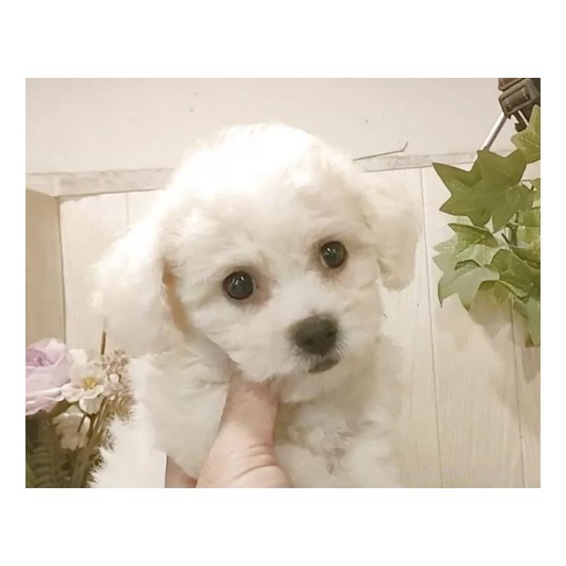 販売中の愛知県のビションフリーゼ-420448の13枚目