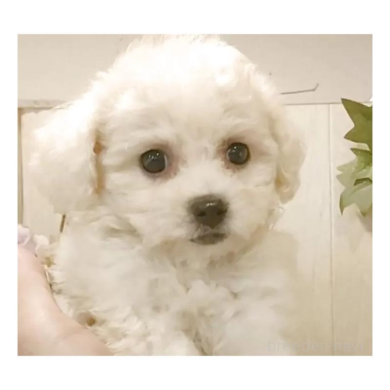 販売中の愛知県のビションフリーゼ-420448の10枚目