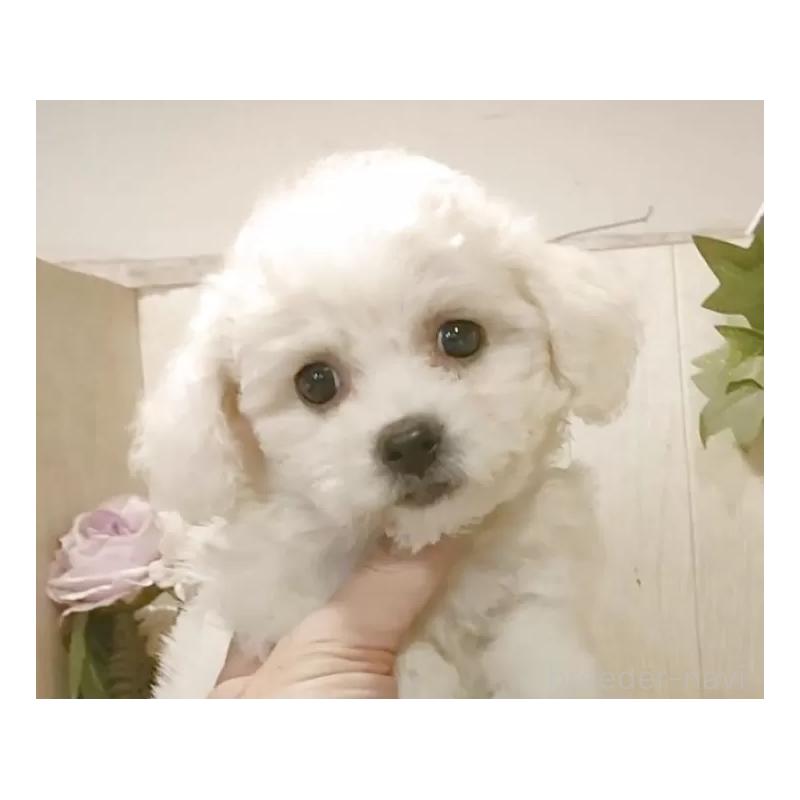 販売中の愛知県のビションフリーゼ-420448の9枚目