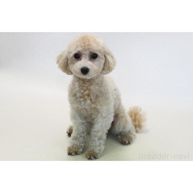 成約済の神奈川県のマルプー:マルチーズ×トイプードル-380229