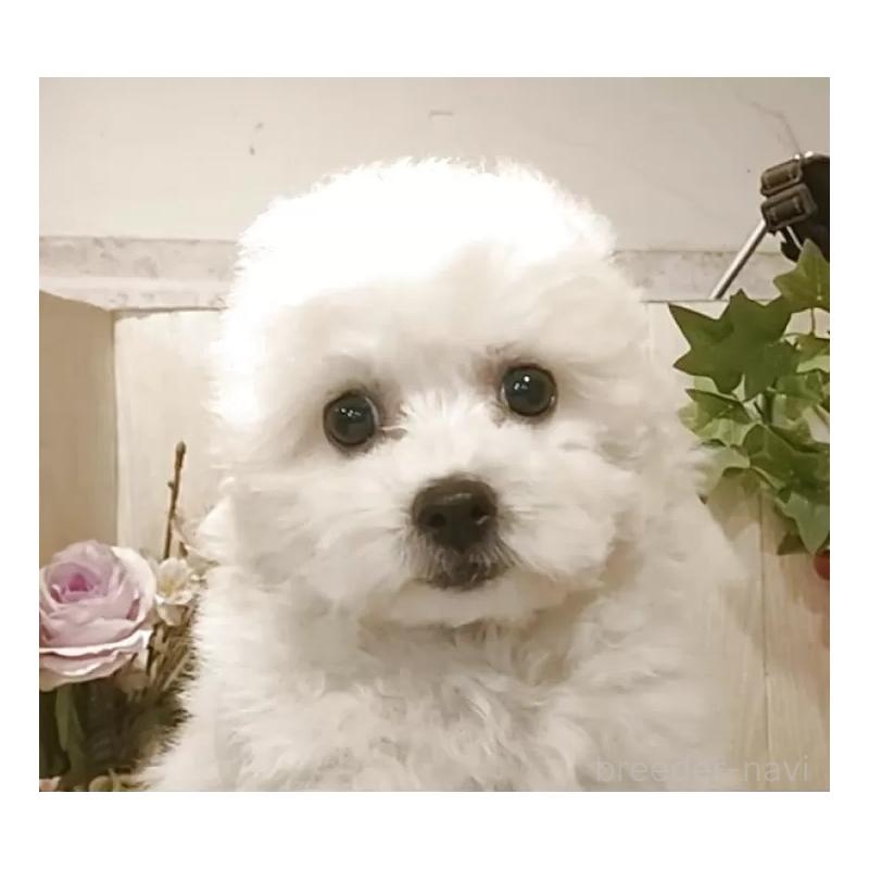 販売中の愛知県のビションフリーゼ-420448の5枚目