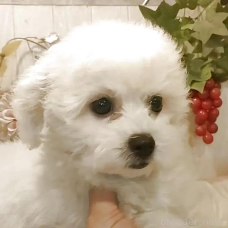 販売中の愛知県のビションフリーゼ-420448の3枚目