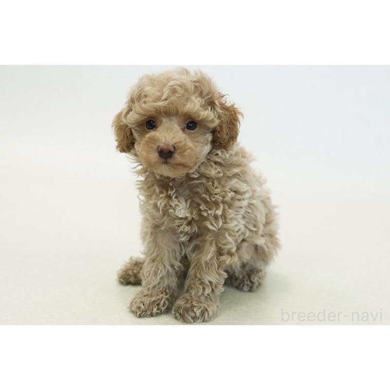 販売中の神奈川県のトイプードル-433962の1枚目