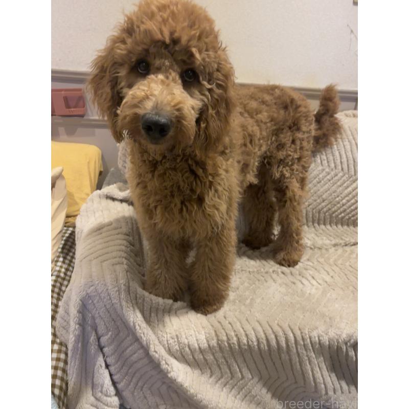 成約済の茨城県のゴールデンドゥードル:ゴールデンレトリーバー×プードル-399497の2枚目