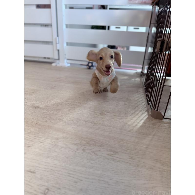 成約済の山形県のカニンヘンダックスフンド(ロングヘアード)-433127の2枚目