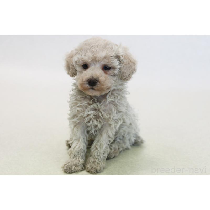 販売中の神奈川県のトイプードル-433963