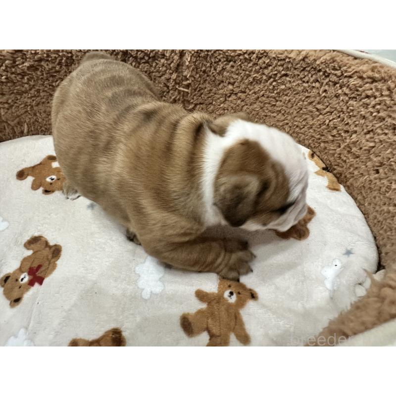 成約済の岡山県のブルドッグ-436555の11枚目