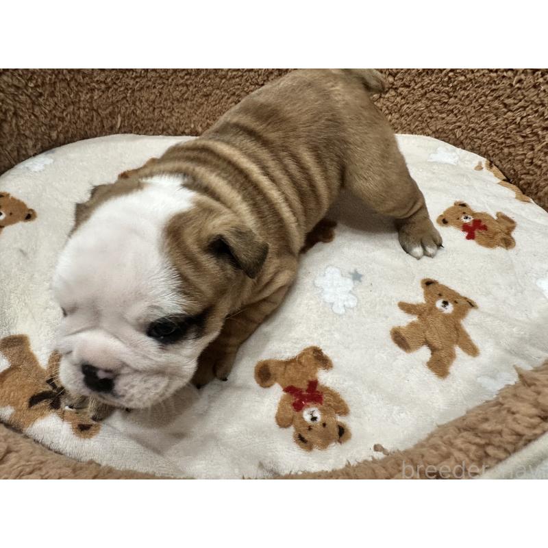 成約済の岡山県のブルドッグ-436555の10枚目