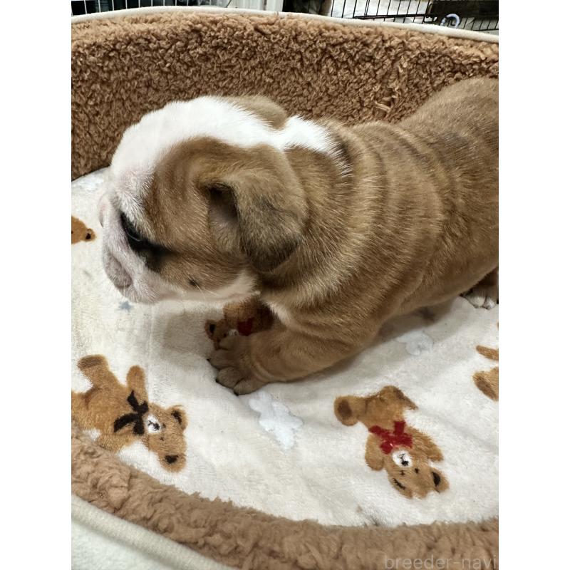 成約済の岡山県のブルドッグ-436555の9枚目