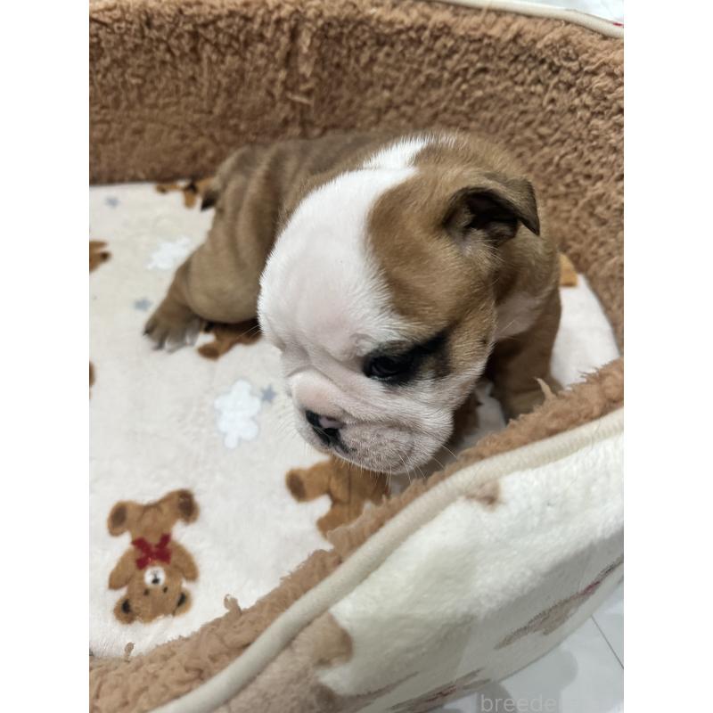 成約済の岡山県のブルドッグ-436555の8枚目