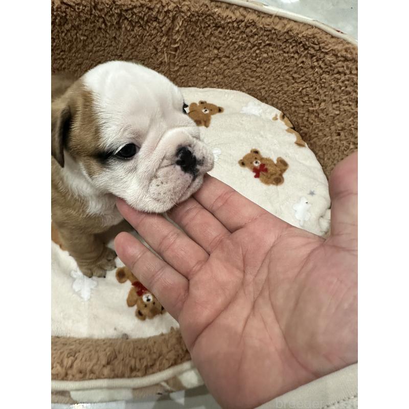 成約済の岡山県のブルドッグ-436555の7枚目