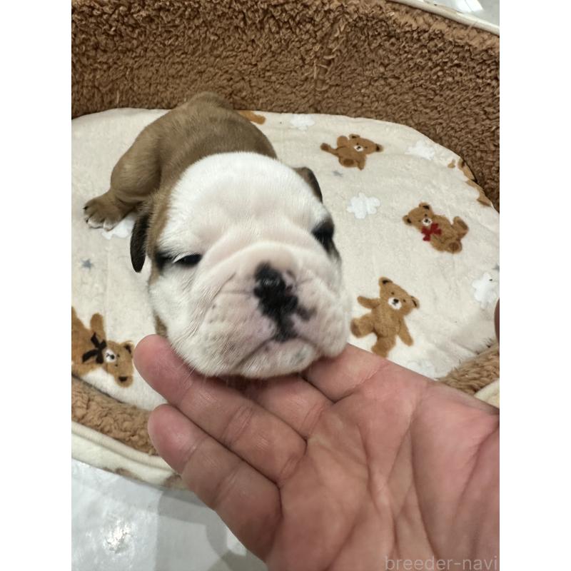 成約済の岡山県のブルドッグ-436555の6枚目