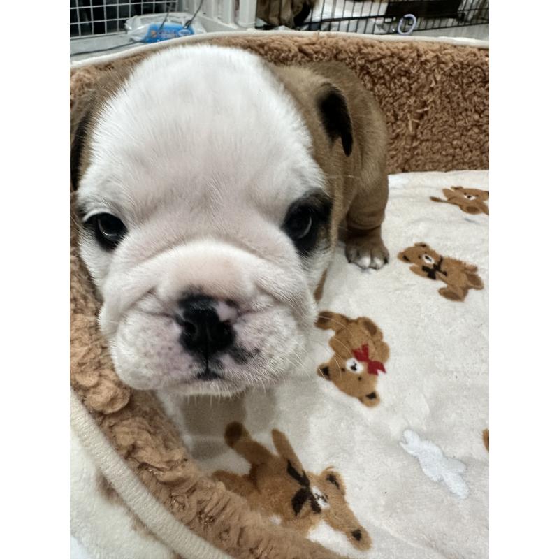 成約済の岡山県のブルドッグ-436555の5枚目